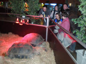 Grupo de jóvenes observando las Tortugas gigantes